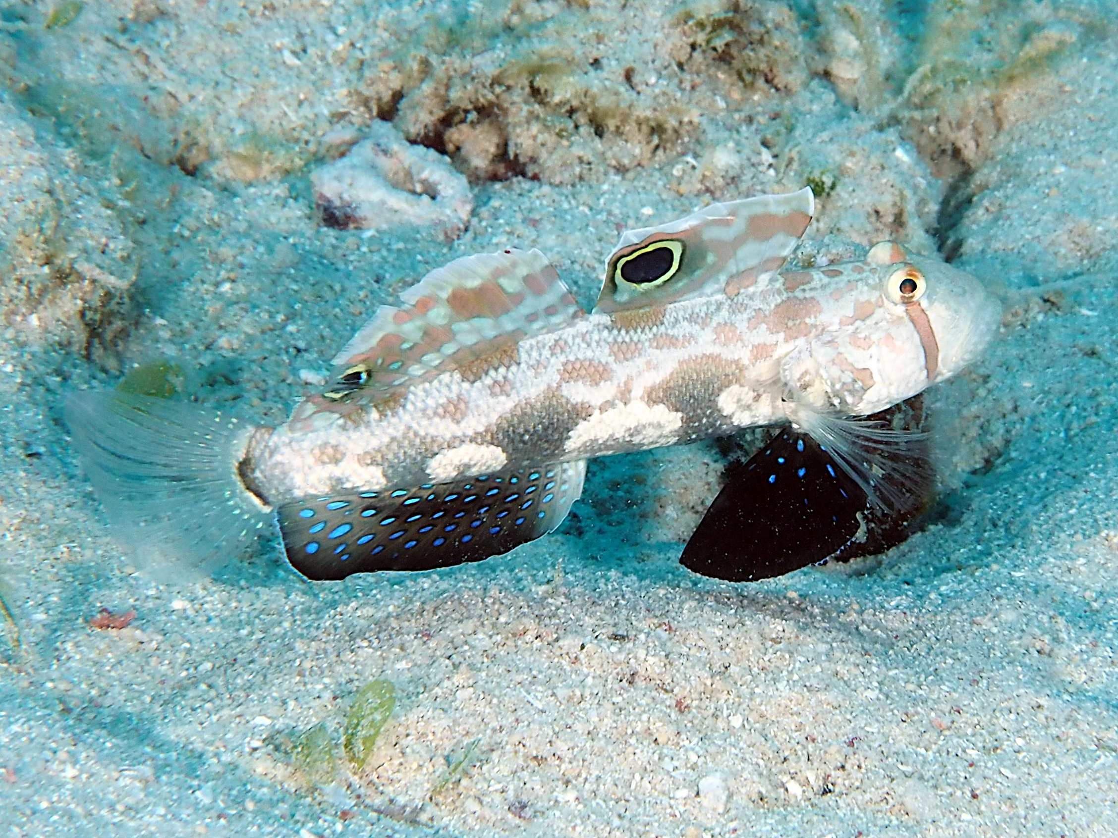 Signal Goby - Signigobius biocellatus