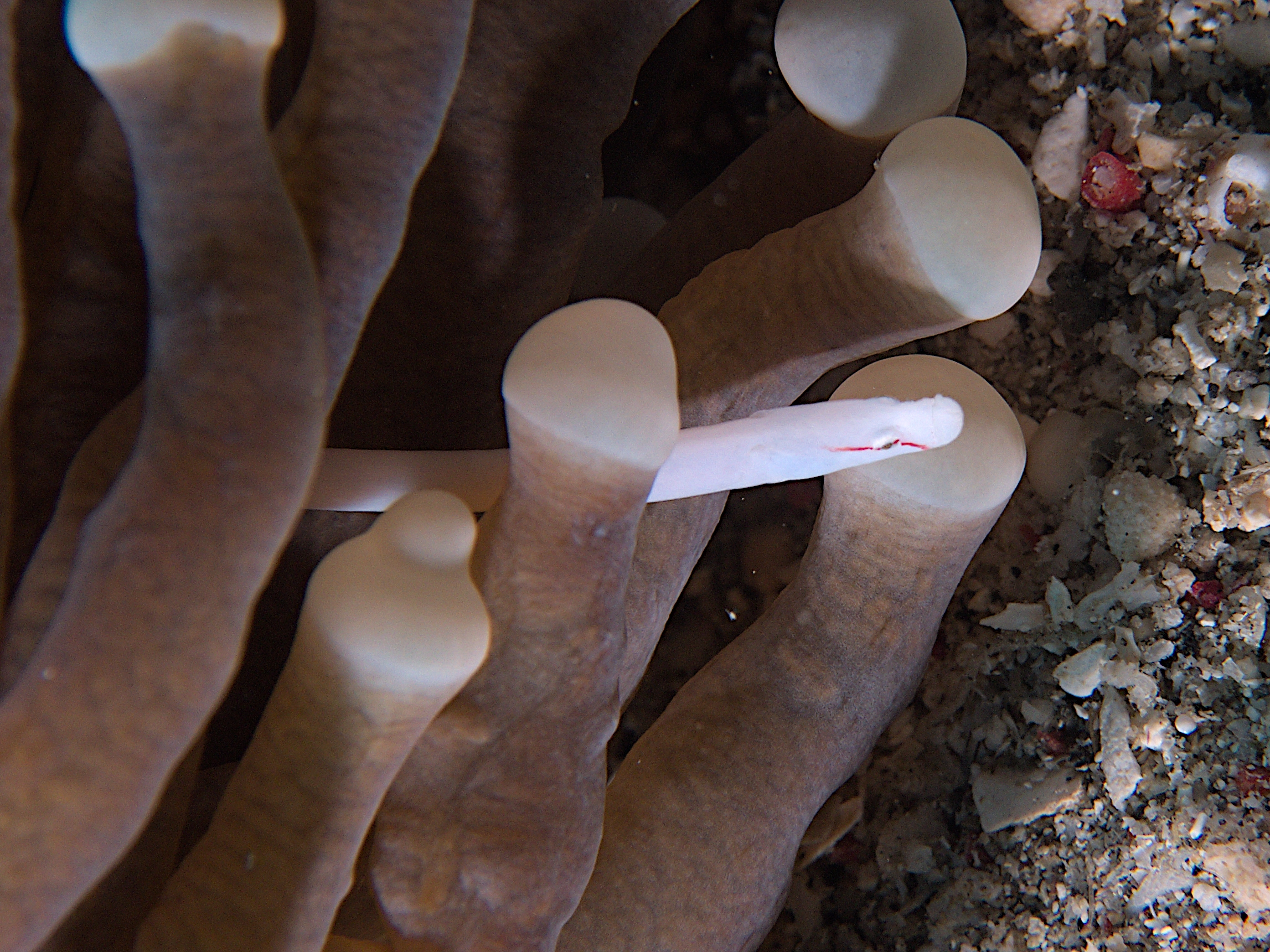Mushroom Coral Pipefish - Siokunichthys nigrolineatus