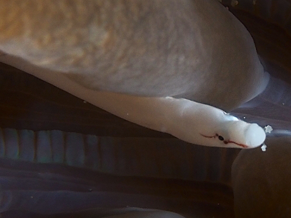 Mushroom Coral Pipefish - Siokunichthys nigrolineatus