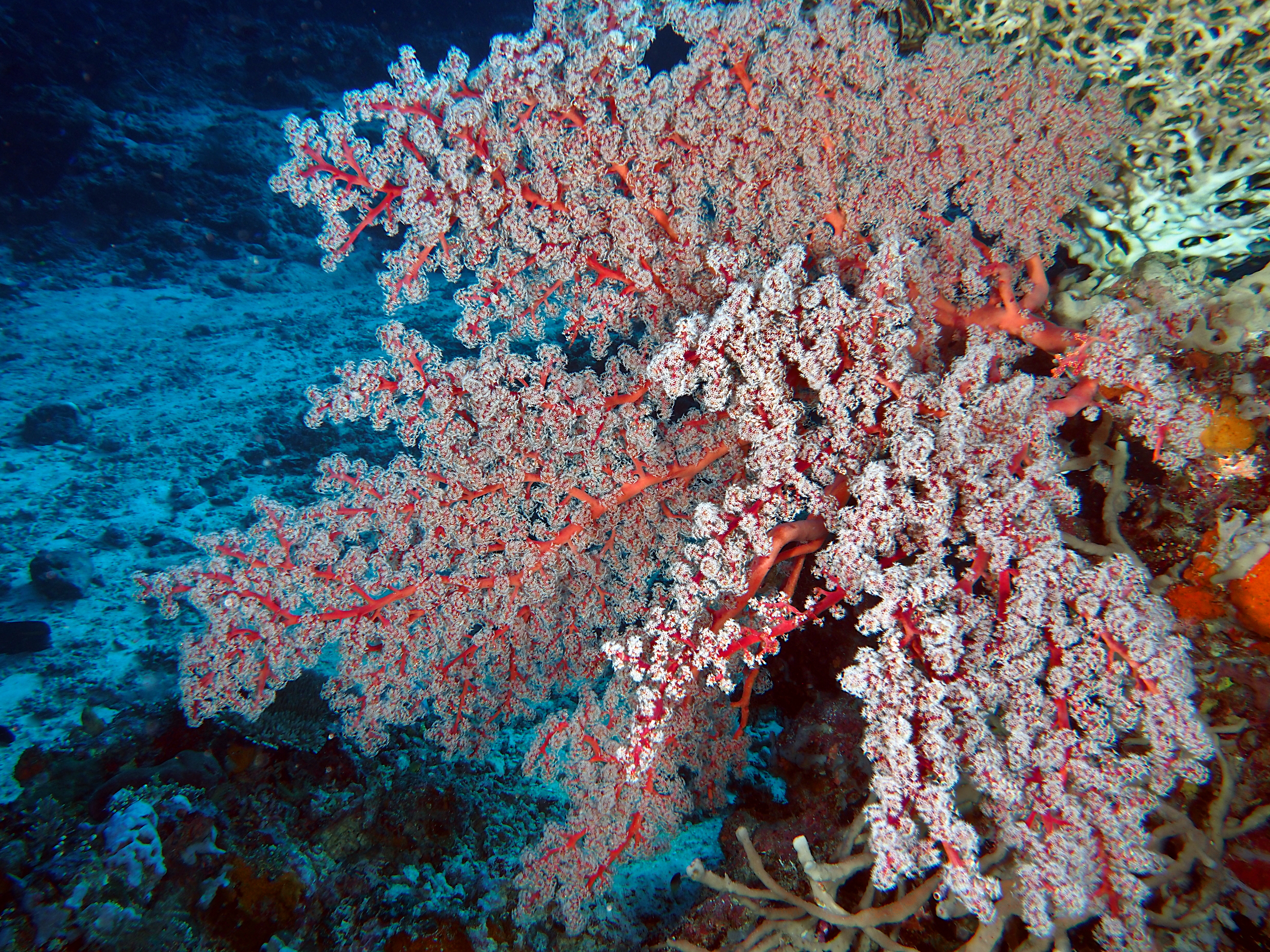 Cherry Blossom Coral - Siphonogorgia godeffroyi - Komodo, Indonesia