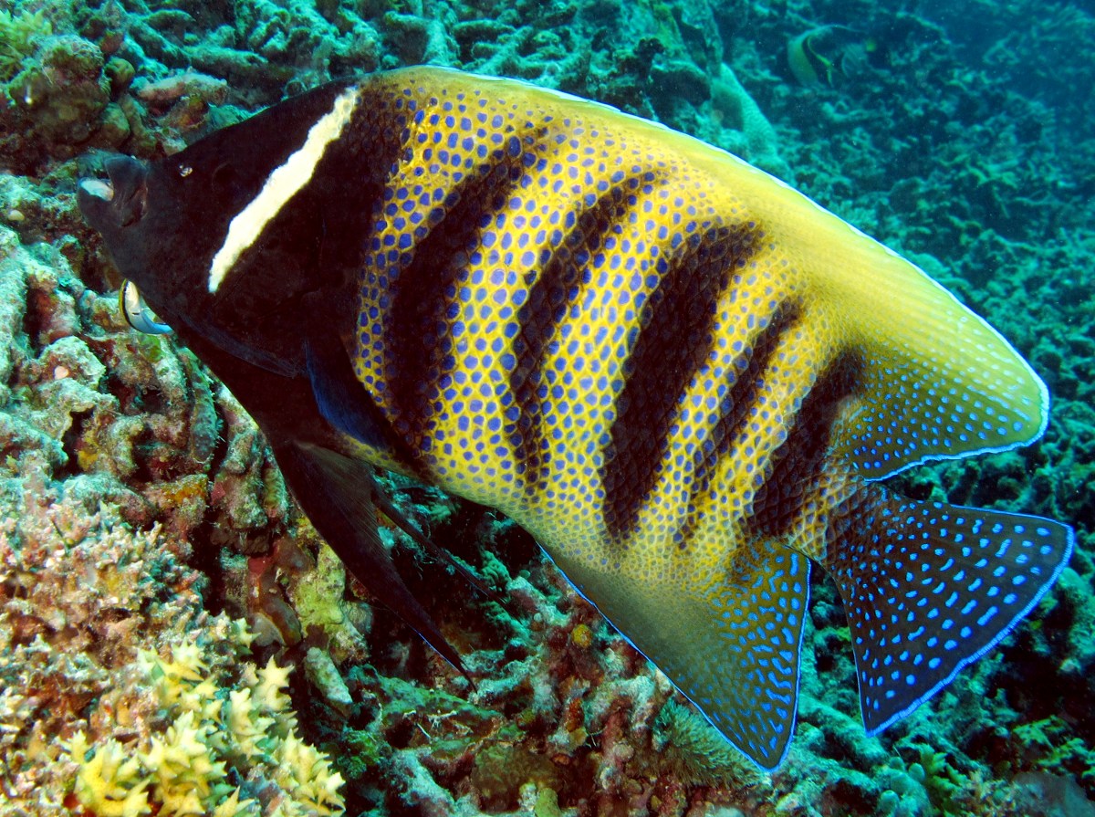 Six-Banded Angelfish - Pomacanthus sexstriatus