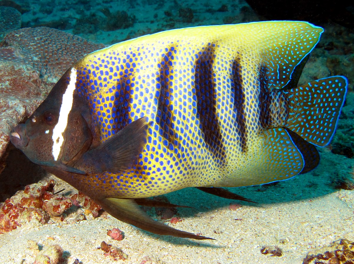 Six-Banded Angelfish - Pomacanthus sexstriatus