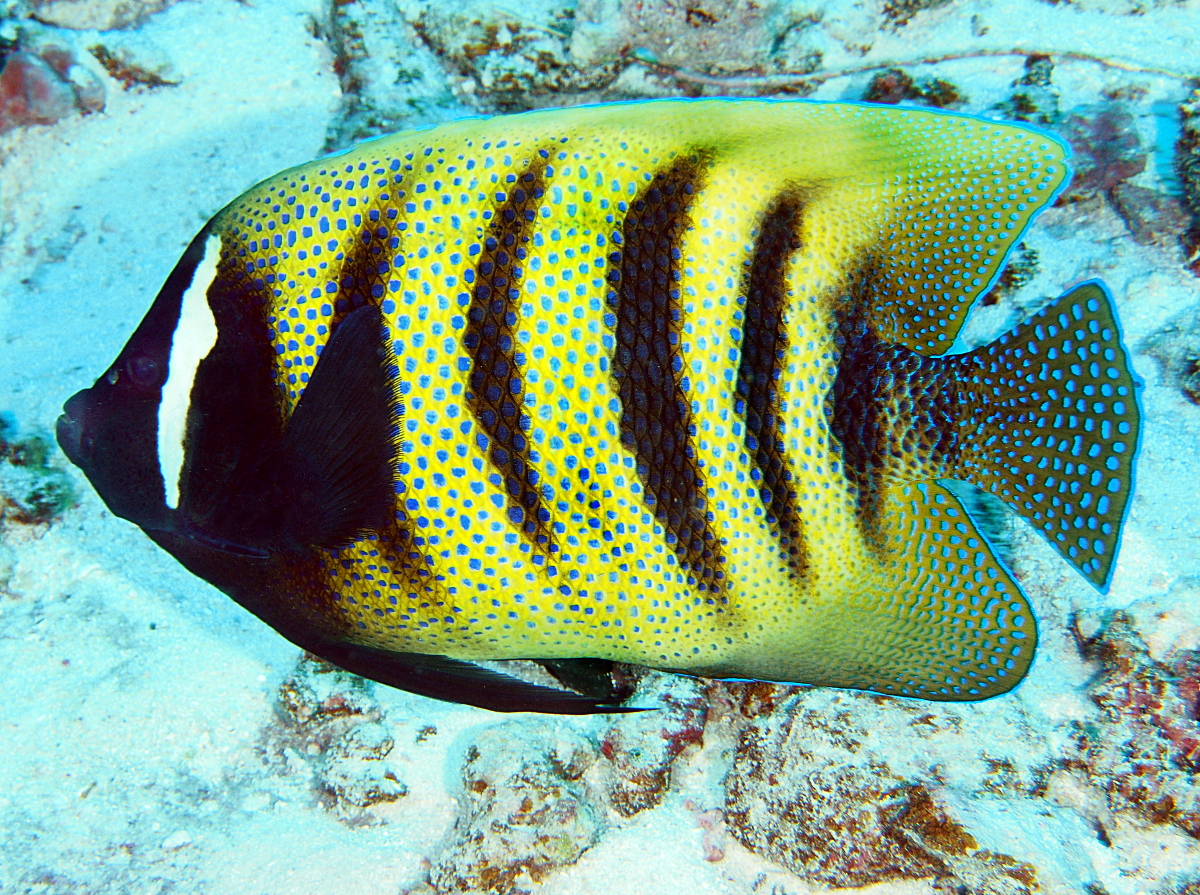 Six-Banded Angelfish - Pomacanthus sexstriatus