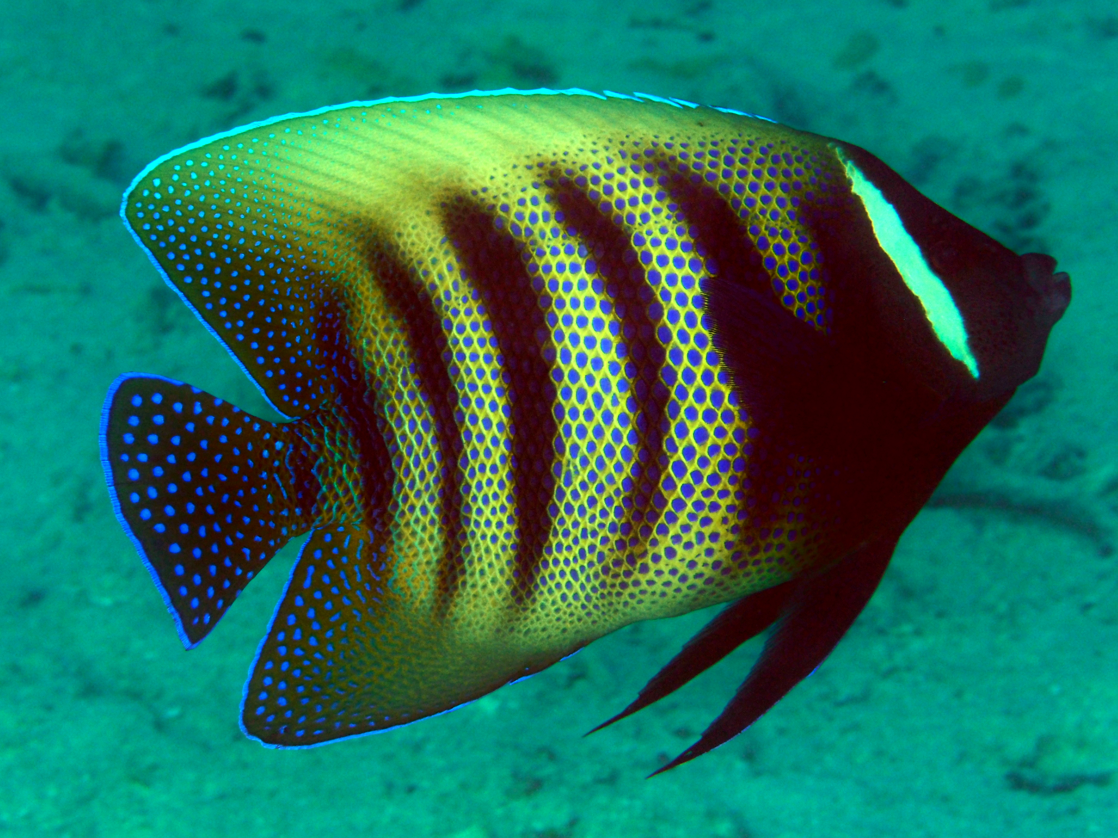 Six-Banded Angelfish - Pomacanthus sexstriatus