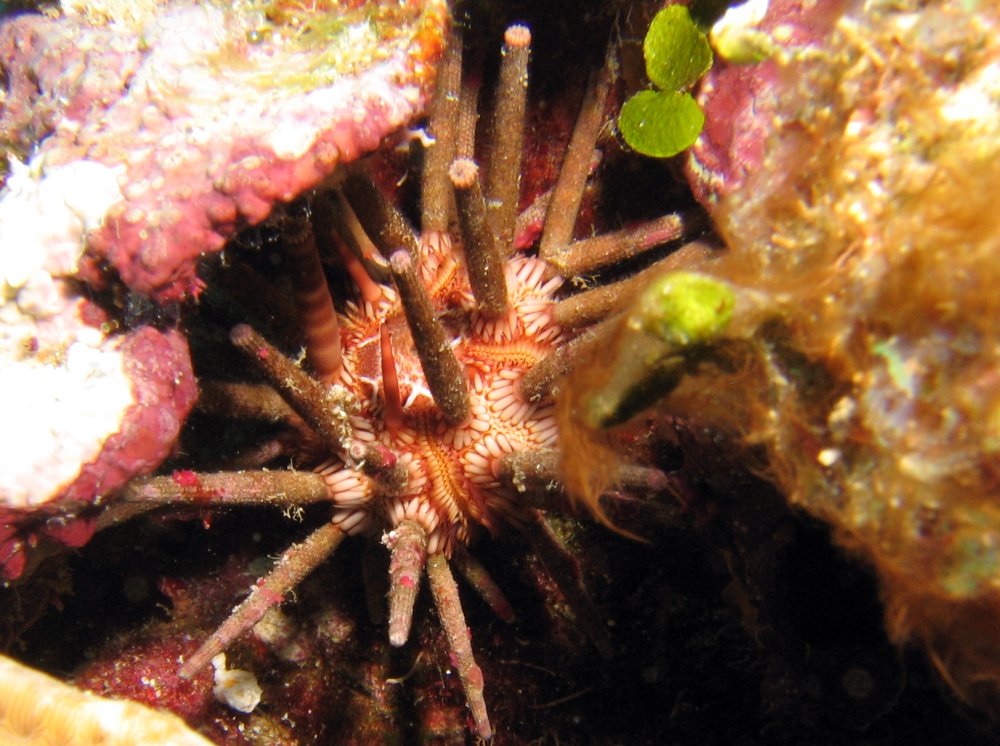 Slate Pencil Urchin - Eucidaris tribuloides