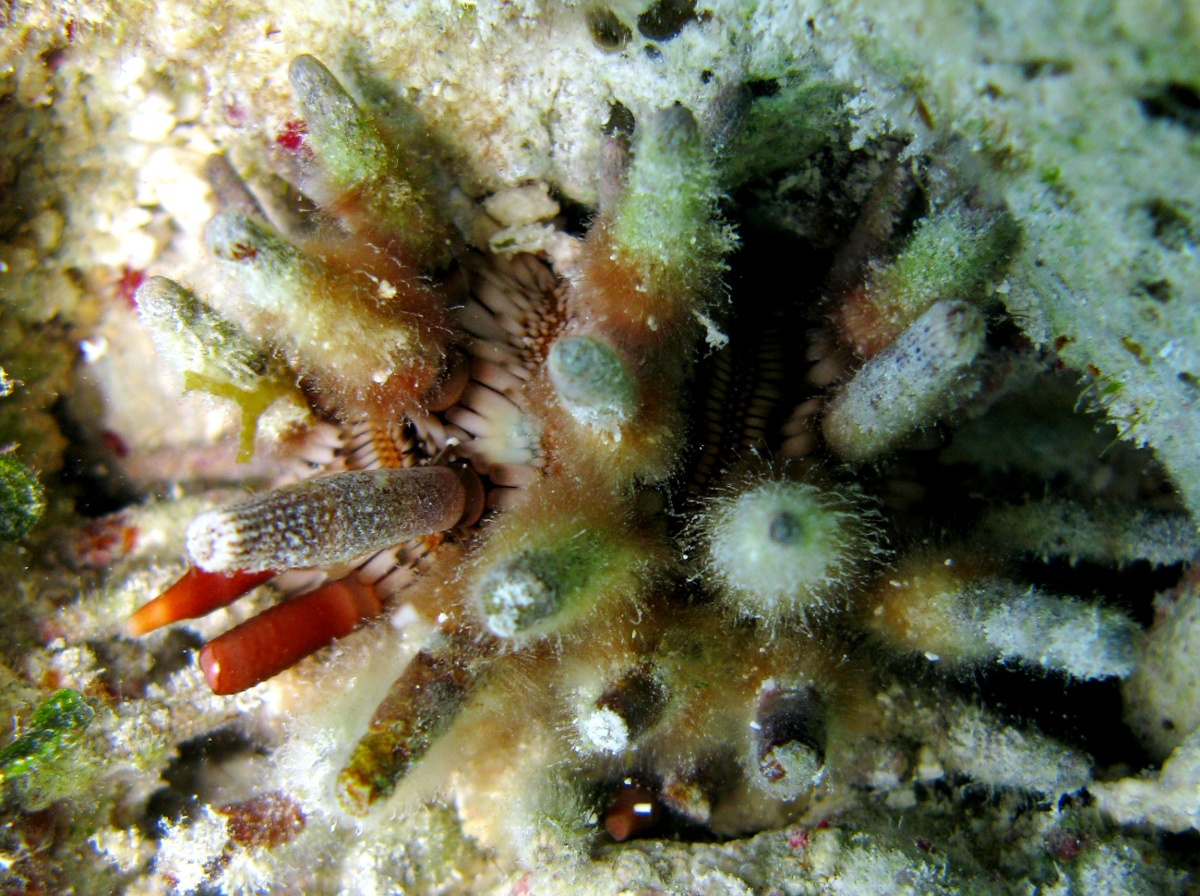 Slate Pencil Urchin - Eucidaris tribuloides