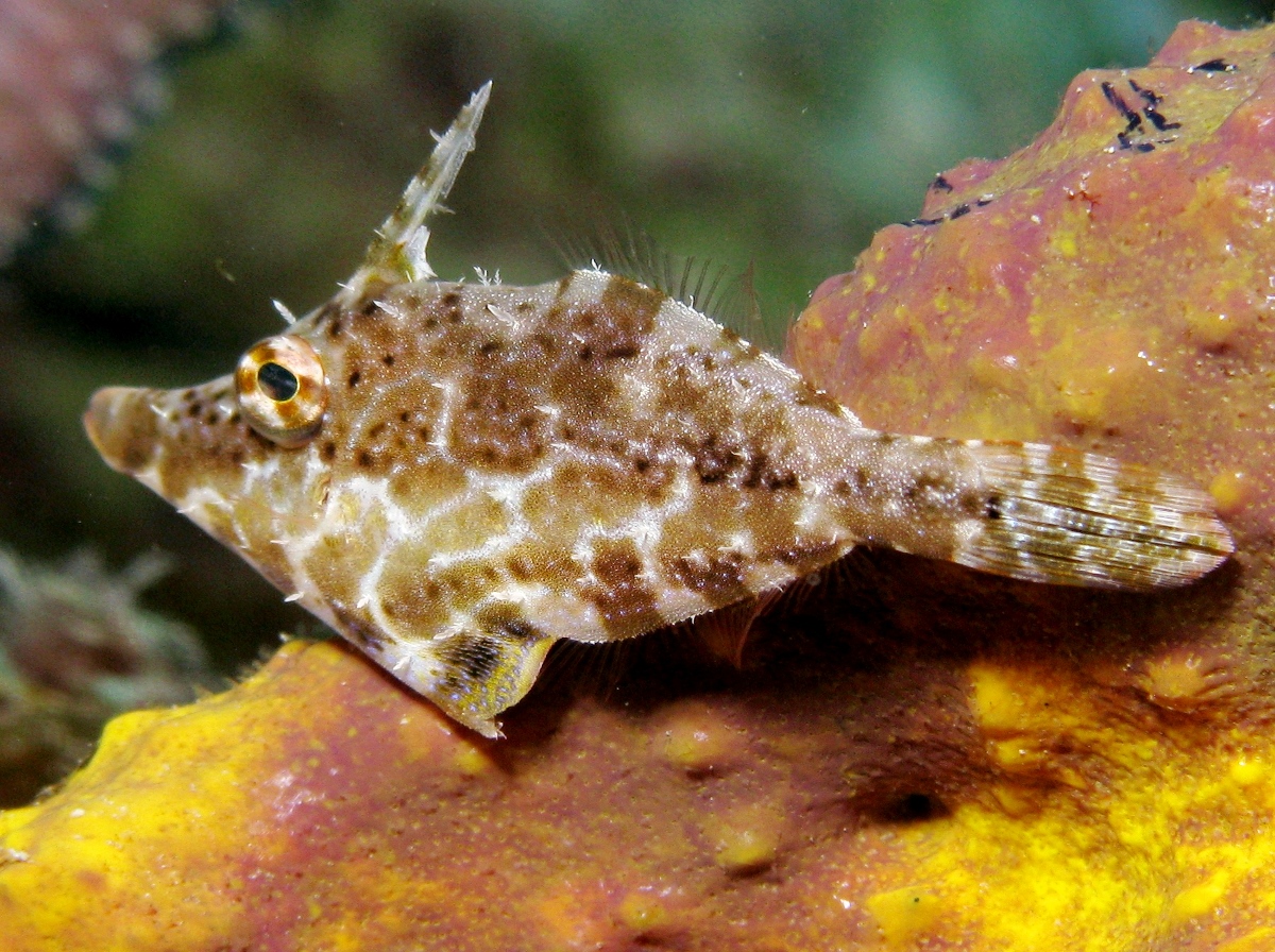 Slender Filefish - Monacanthus tuckeri