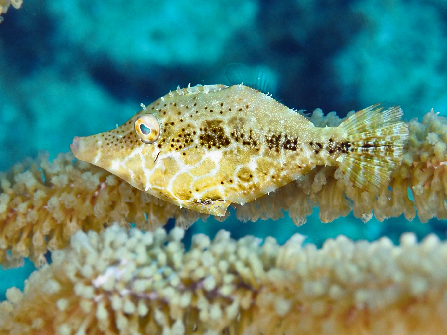 Slender Filefish - Monacanthus tuckeri