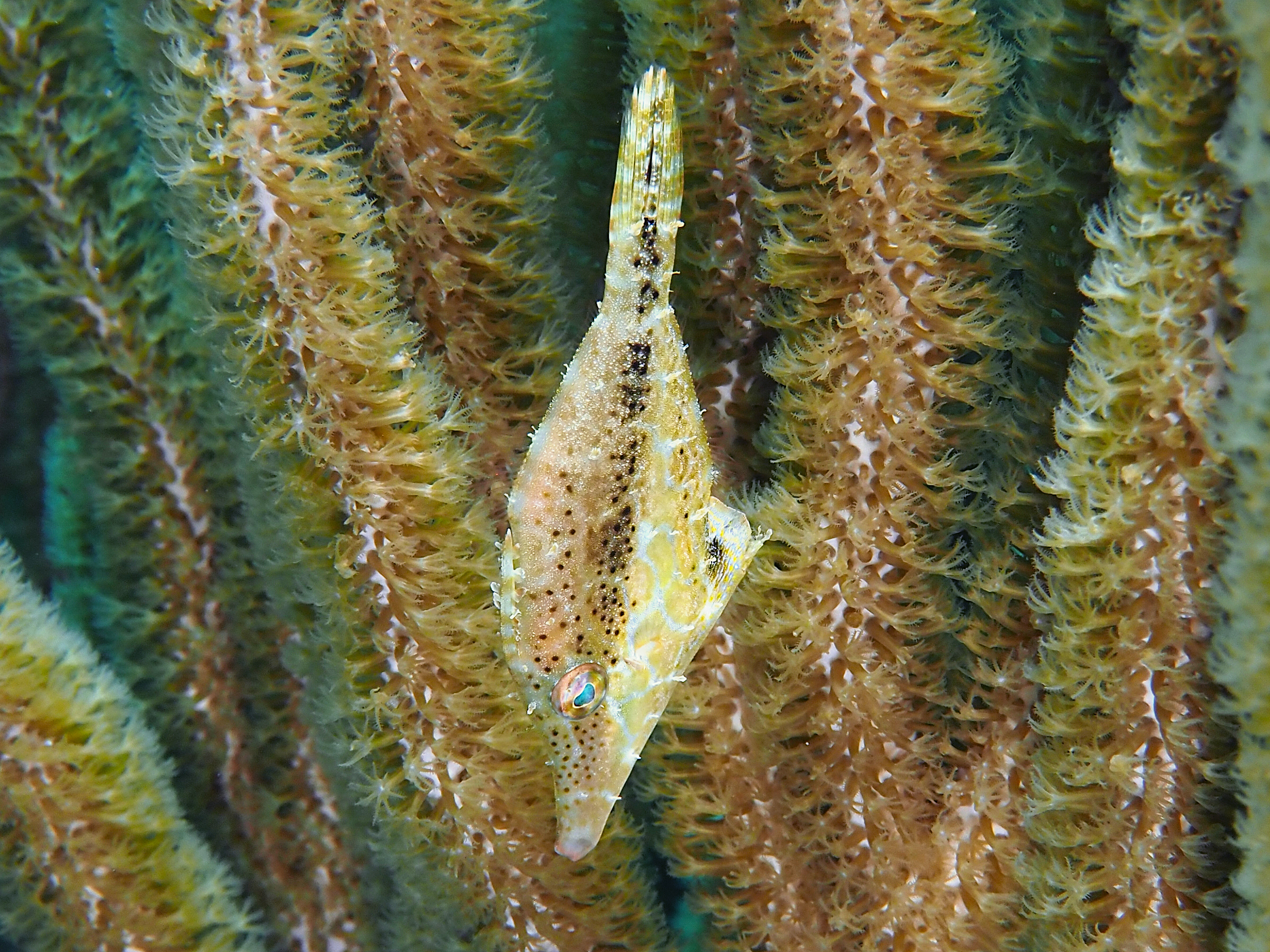 Slender Filefish - Monacanthus tuckeri