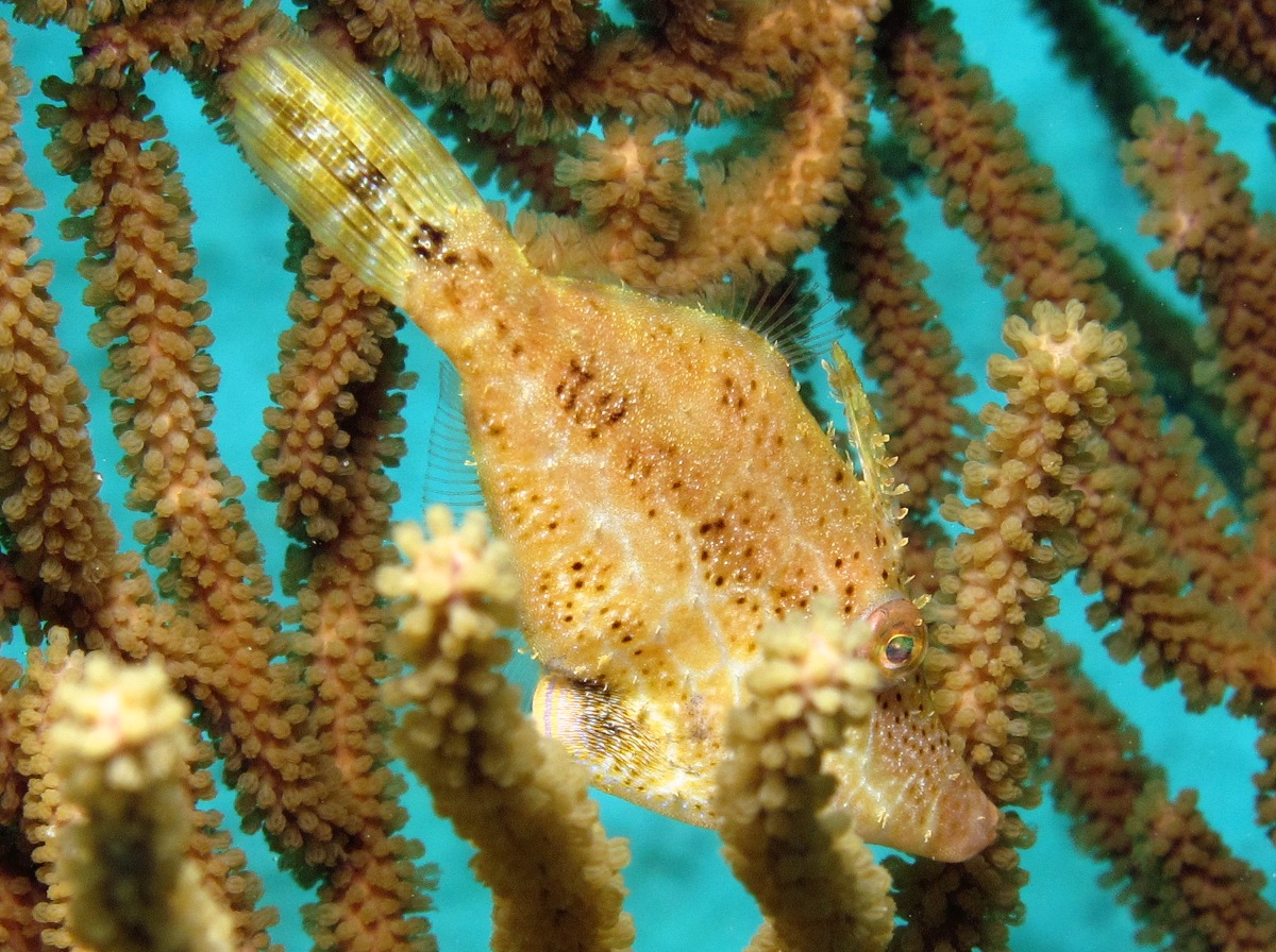 Slender Filefish - Monacanthus tuckeri