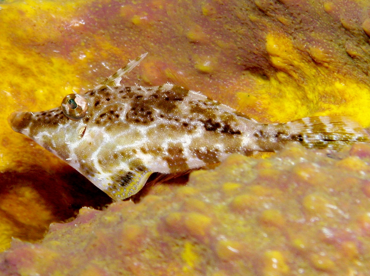 Slender Filefish - Monacanthus tuckeri