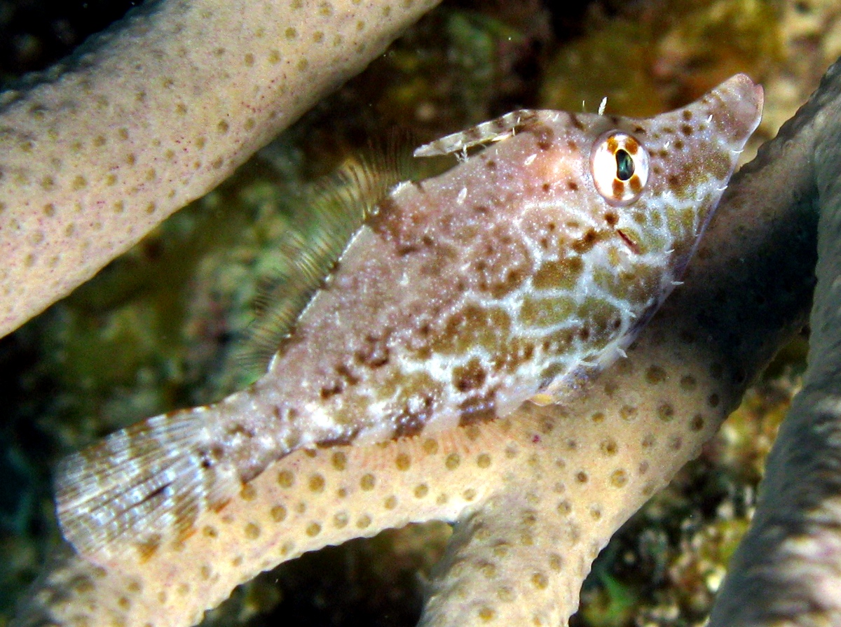 Slender Filefish - Monacanthus tuckeri