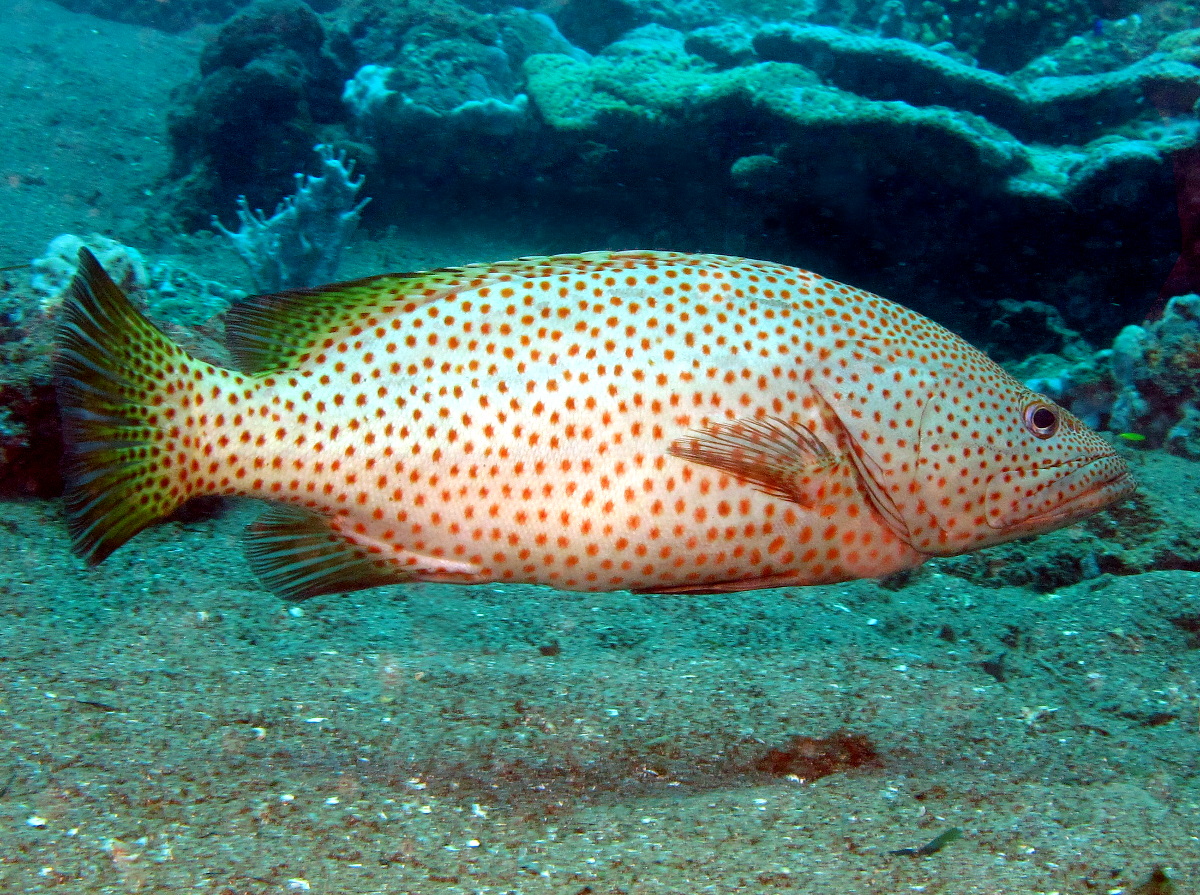 Slender Grouper - Anyperodon leucogrammicus