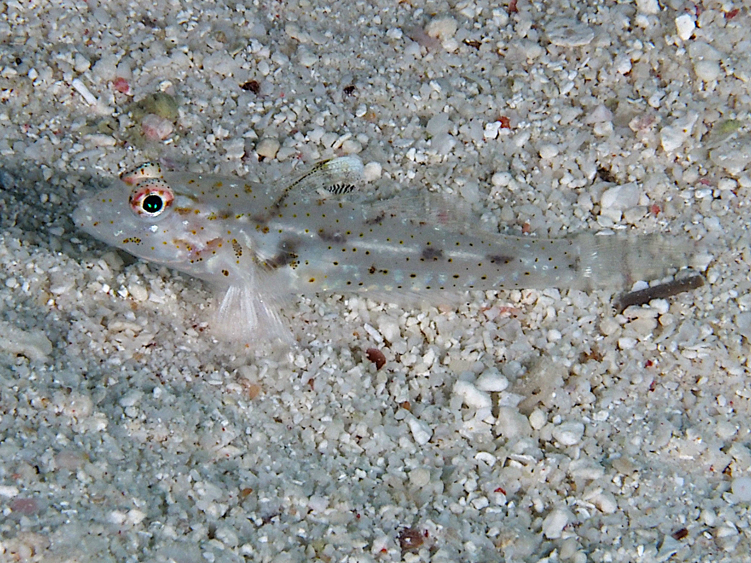 Slender sandgoby - Fusigobius gracilis - Great Barrier Reef, Australia