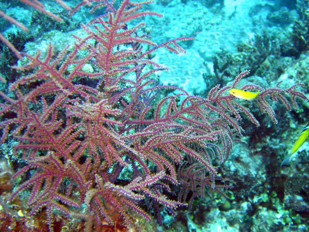 Slimy Sea Plumes - Antillogorgia americana - Turks and Caicos