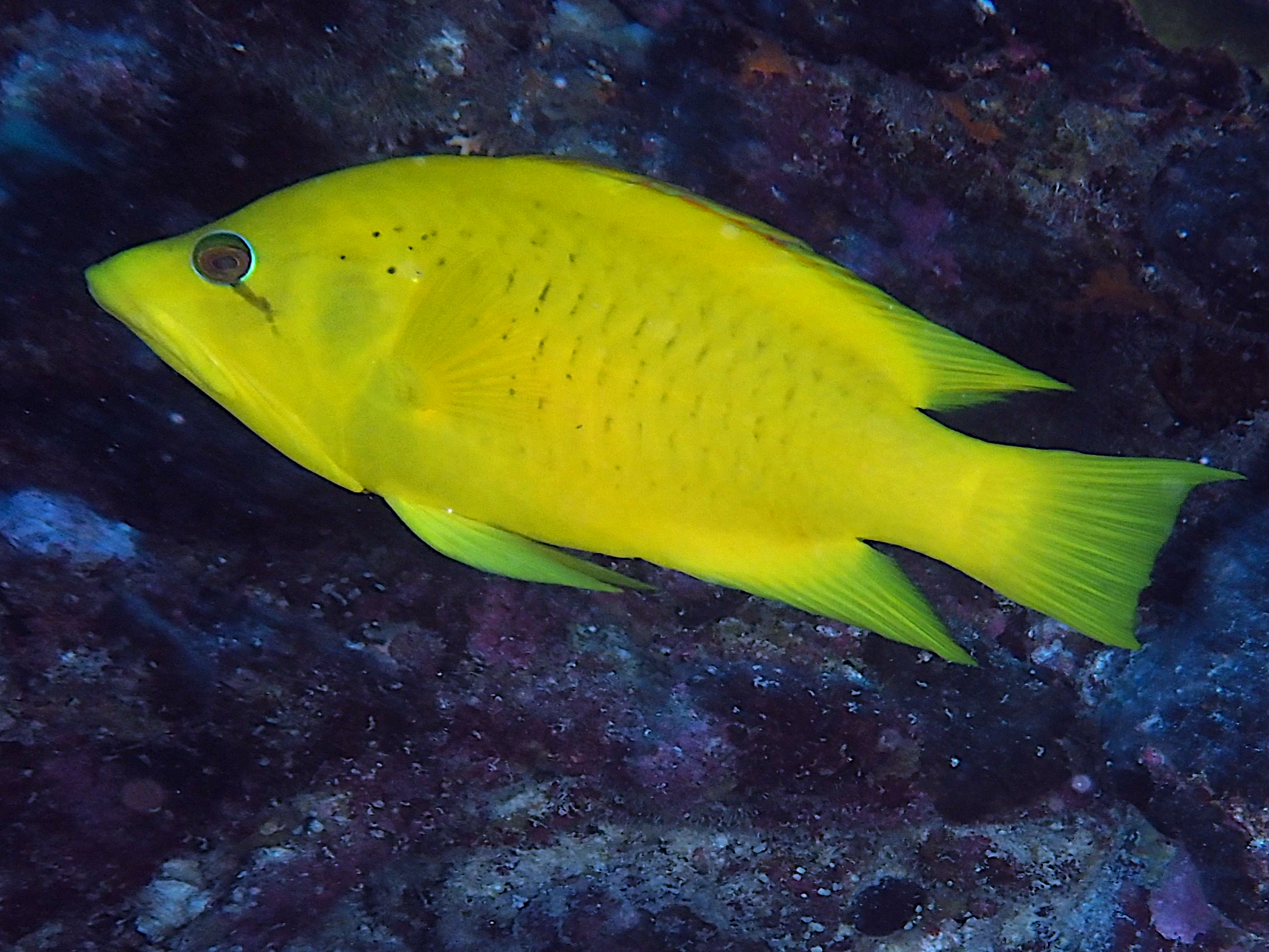 Slingjaw Wrasse - Epibulus insidiator