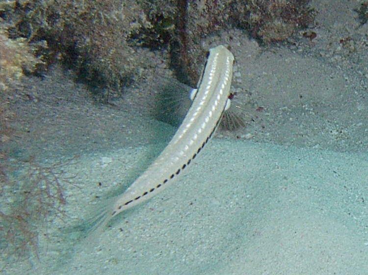 Slippery Dick - Halichoeres bivittatus