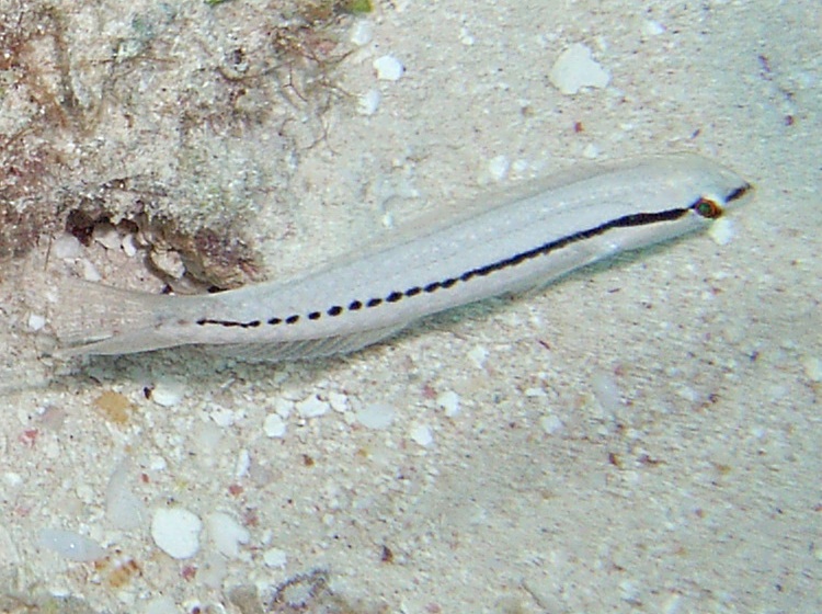 Slippery Dick - Halichoeres bivittatus