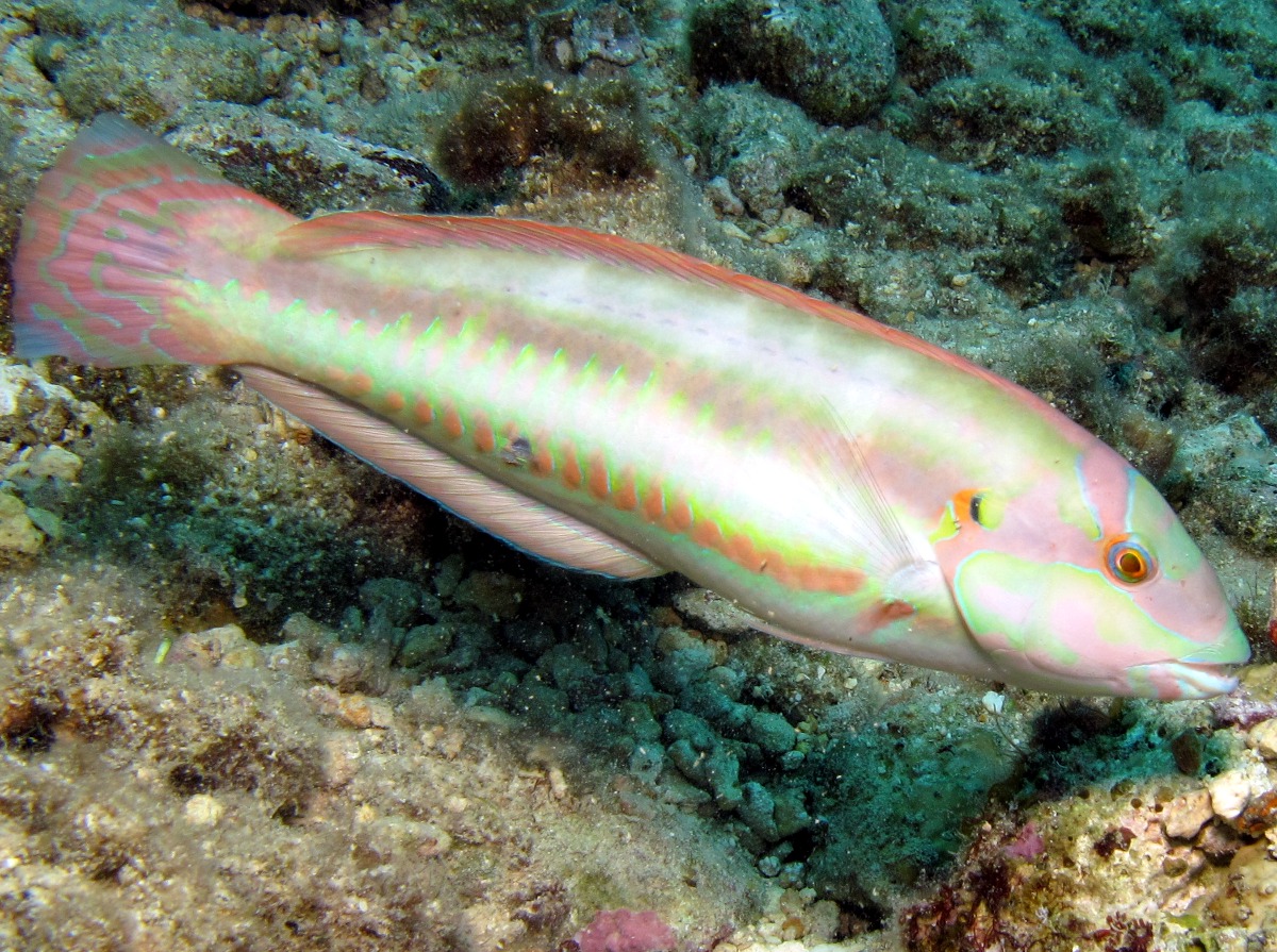 Slippery Dick - Halichoeres bivittatus