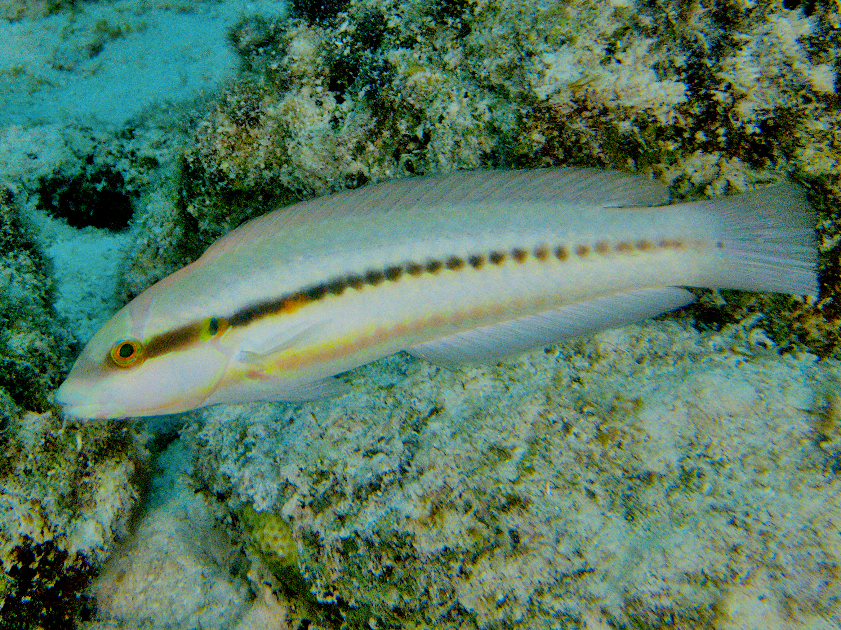 Slippery Dick - Halichoeres bivittatus