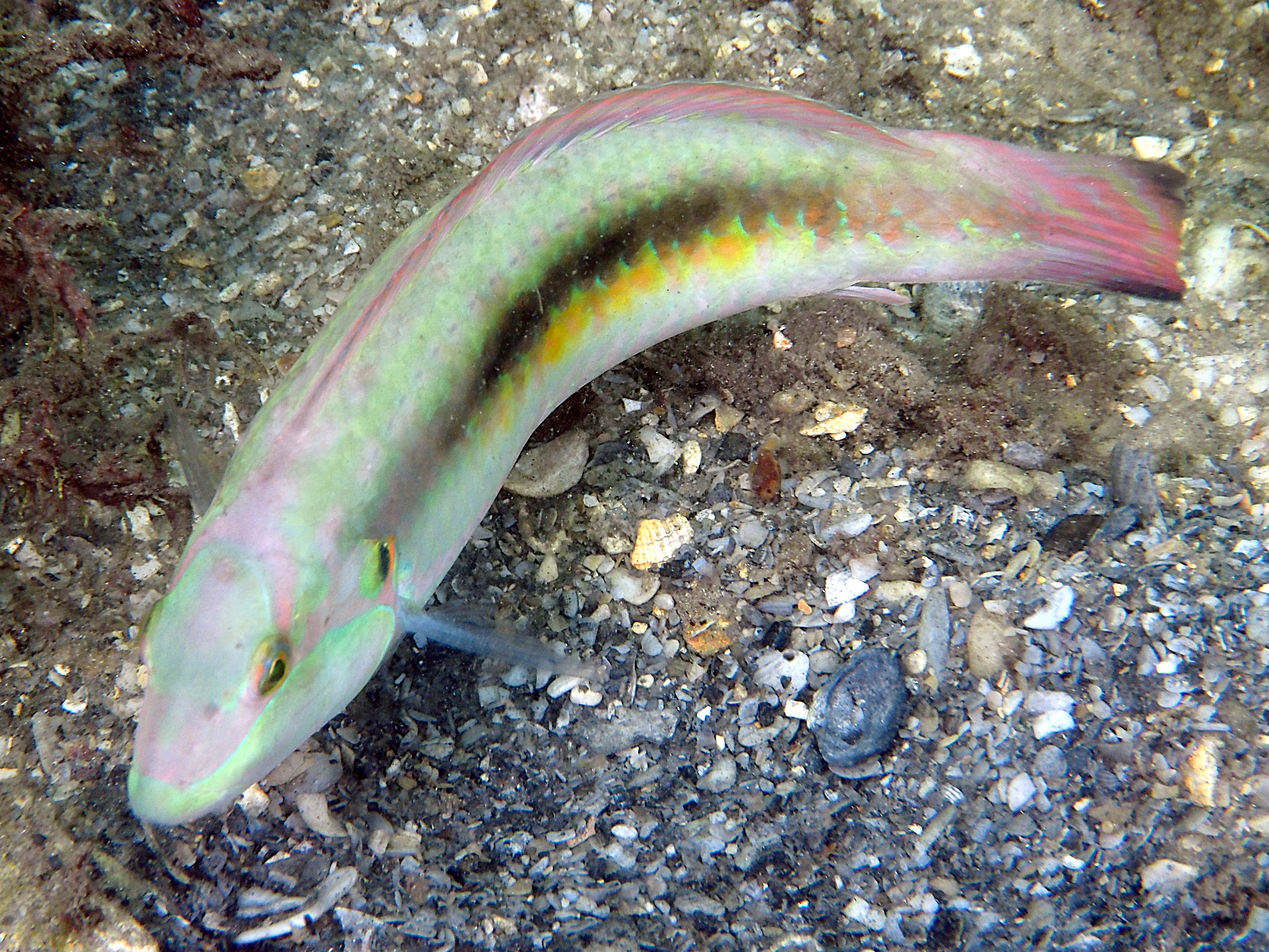 Slippery Dick - Halichoeres bivittatus