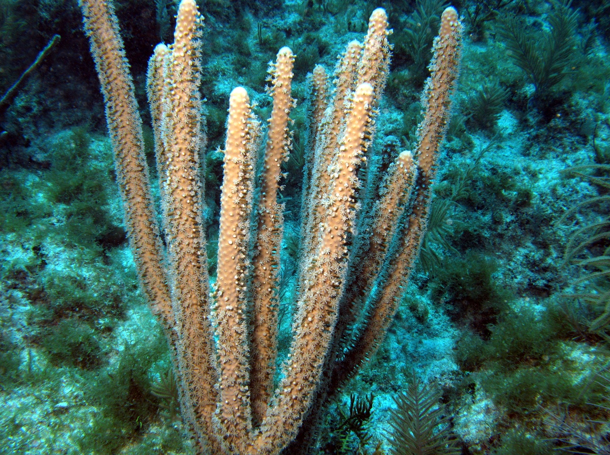 Slit-Pore Sea Rods - Plexaura spp.