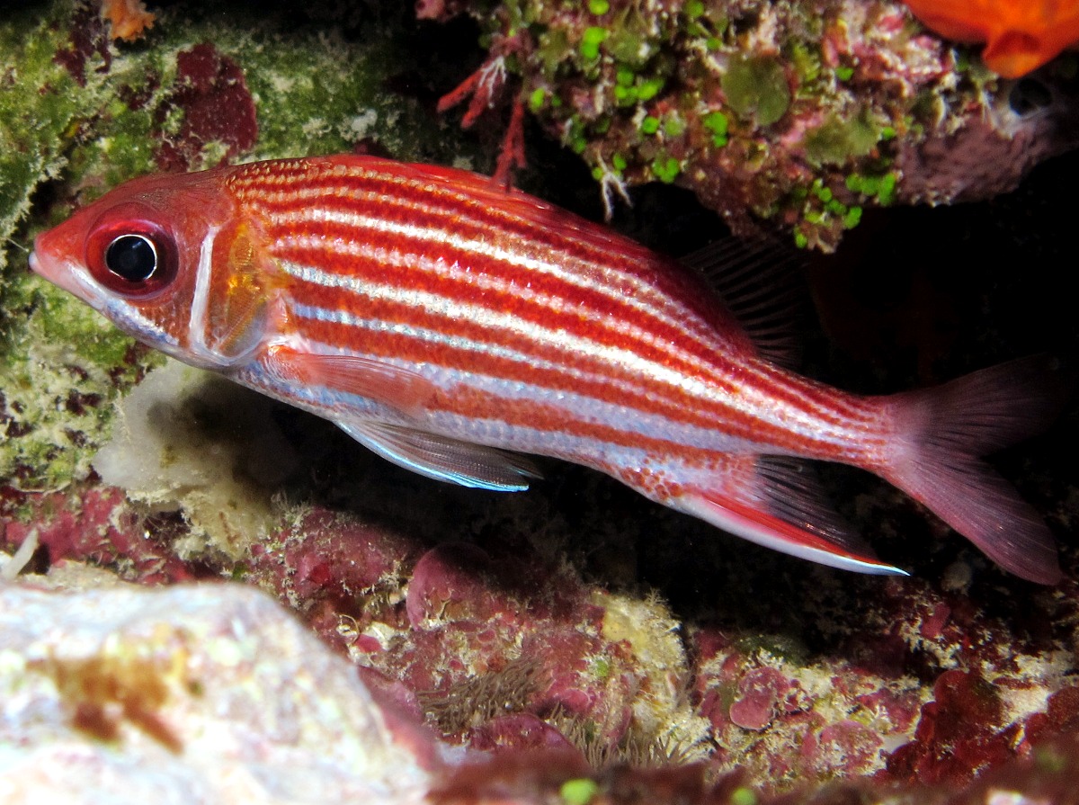 Smallmouth Squirrelfish - Sargocentron microstoma - Yap, Micronesia