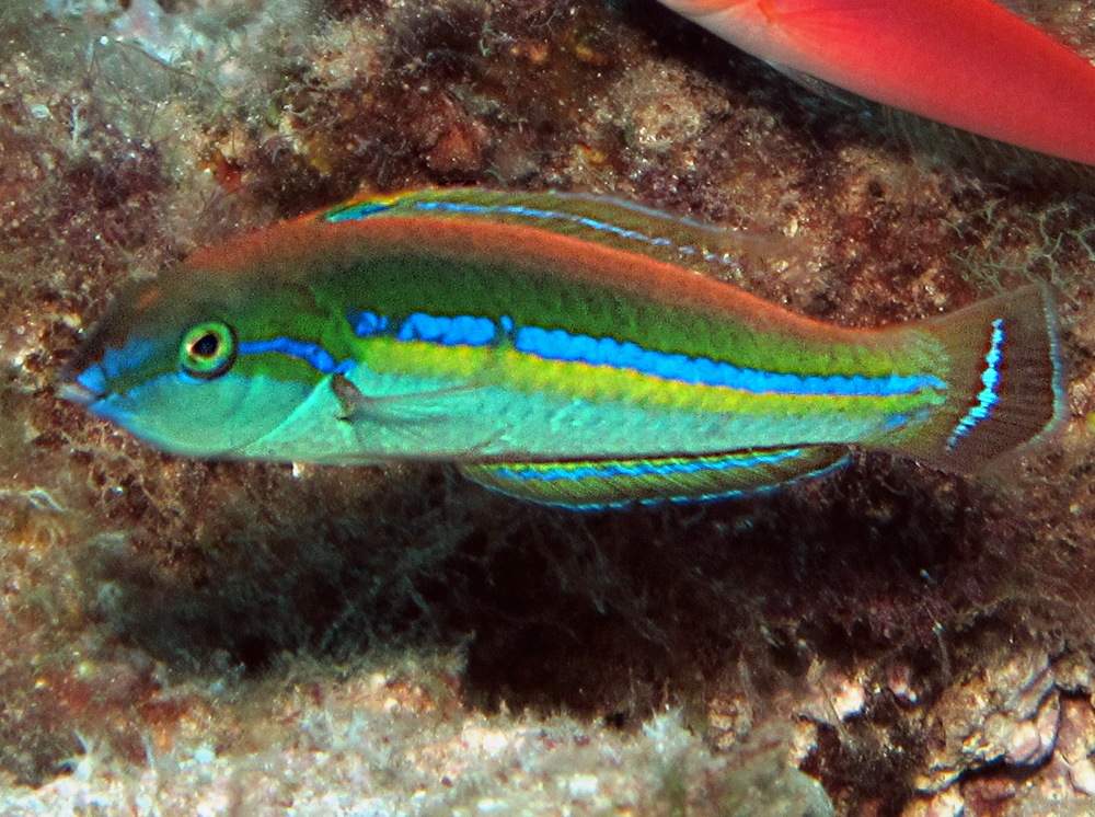 Smalltail Wrasse - Pseudojuloides cerasinus