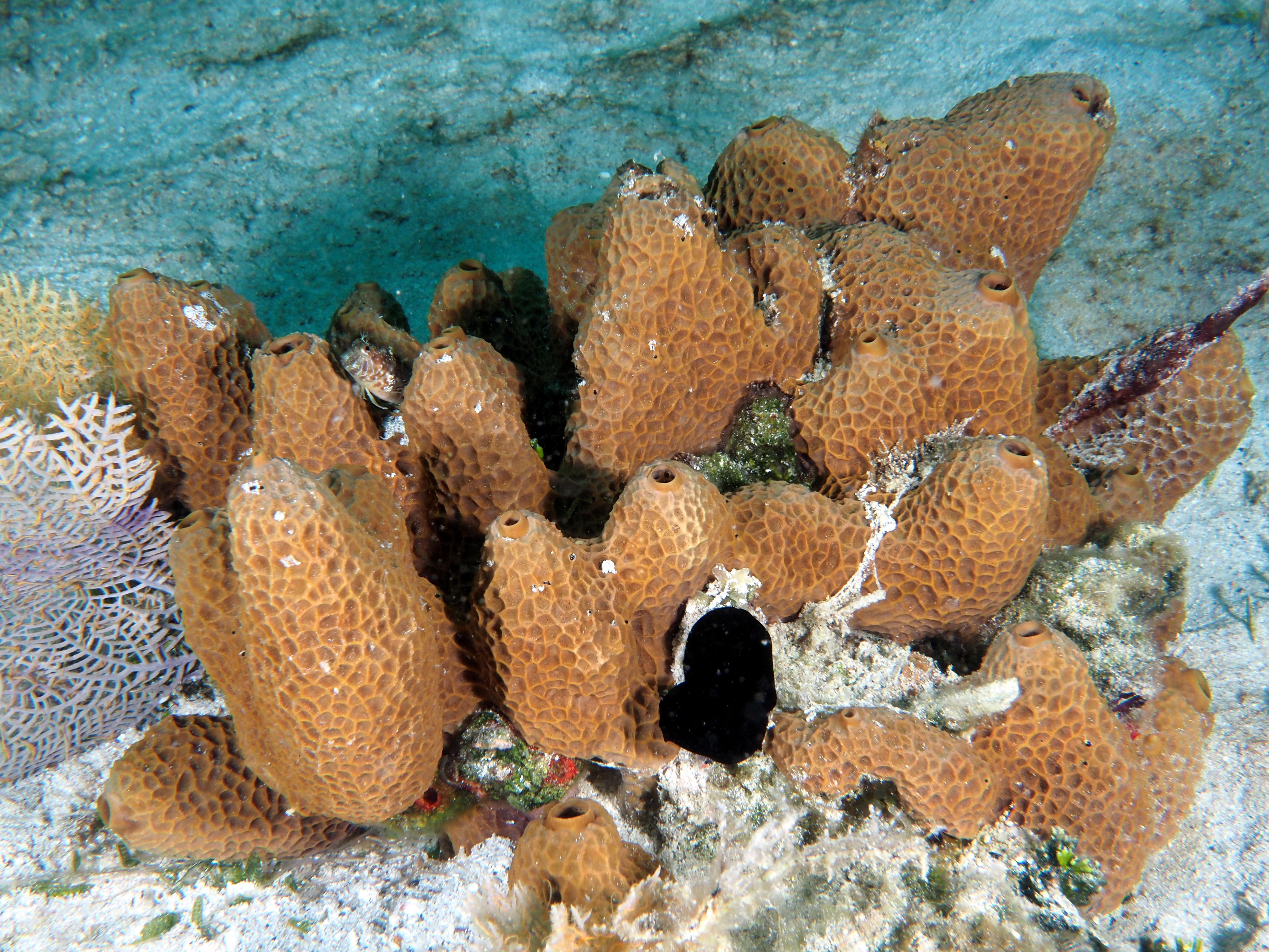 Smenospongia aurea - Smenospongia aurea - British Virgin Islands