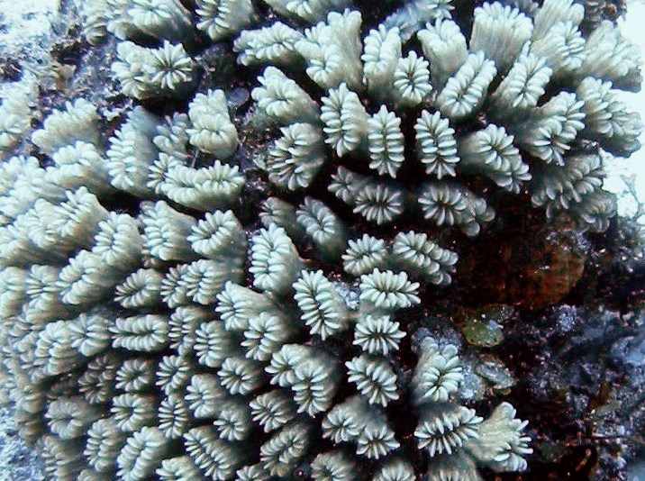 Smooth Flower Coral - Eusmilia fastigiata