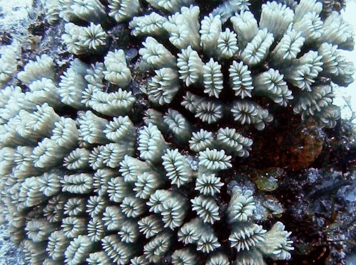 Smooth Flower Coral - Eusmilia fastiginia