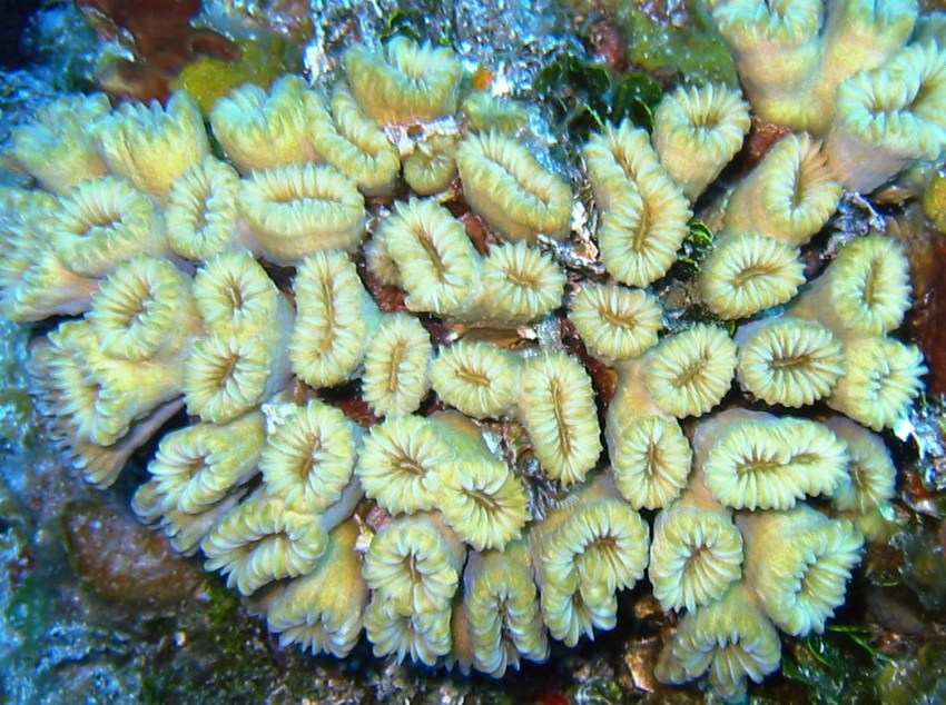 Smooth Flower Coral - Eusmilia fastigiata