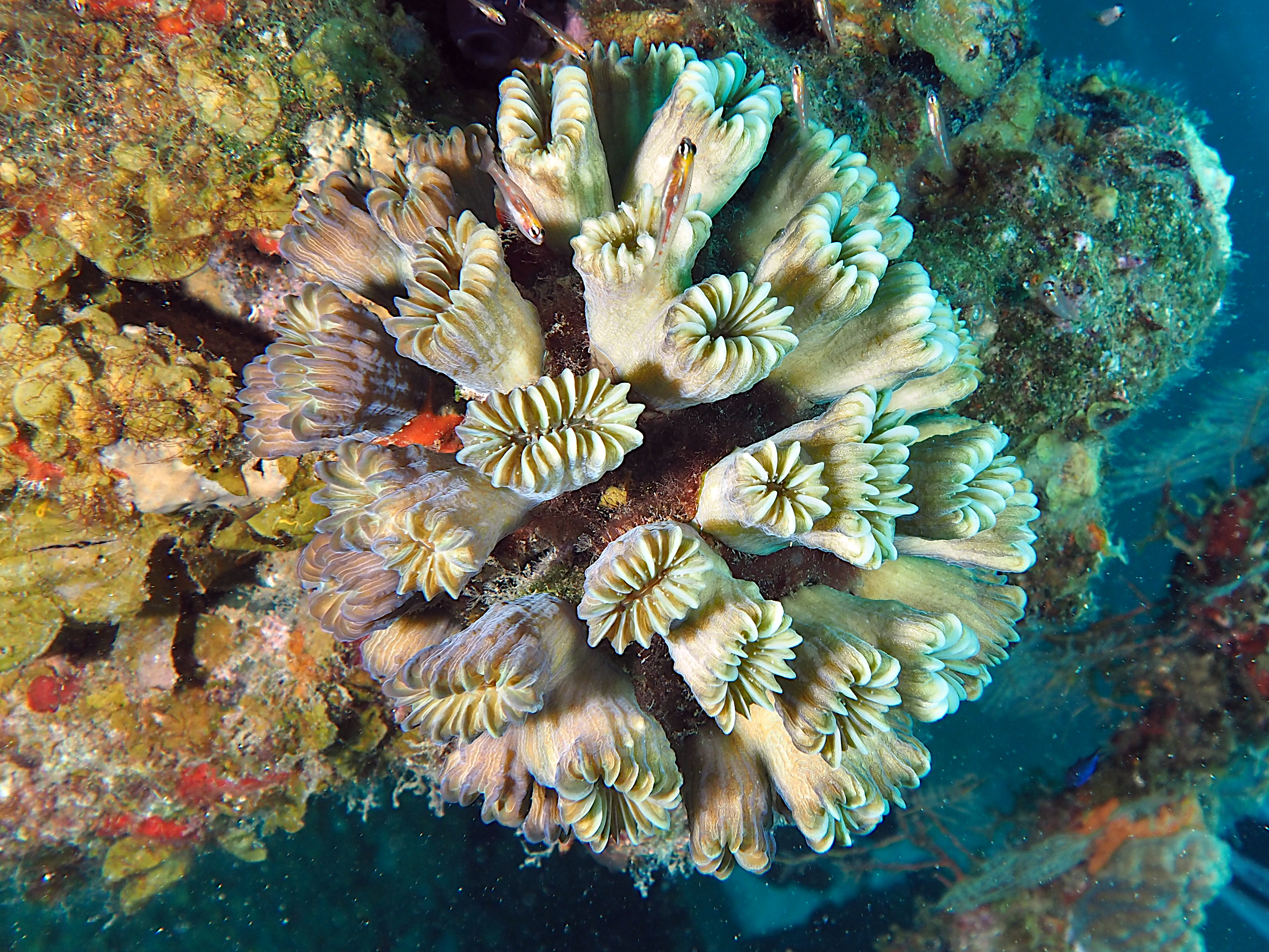Smooth Flower Coral - Eusmilia fastigiata