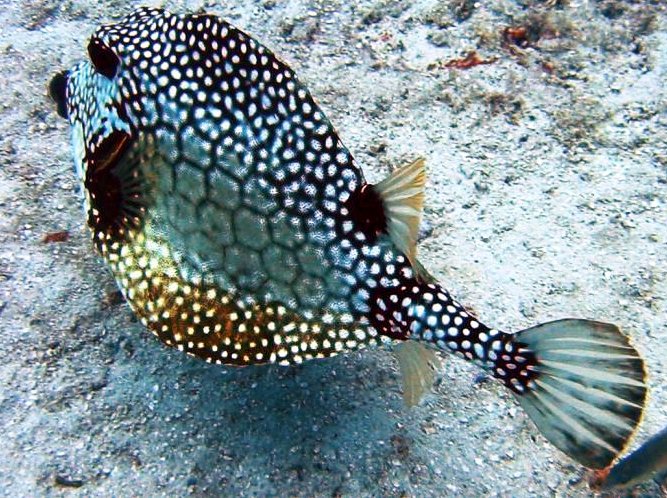 Smooth Trunkfish - Lactophrys triqueter