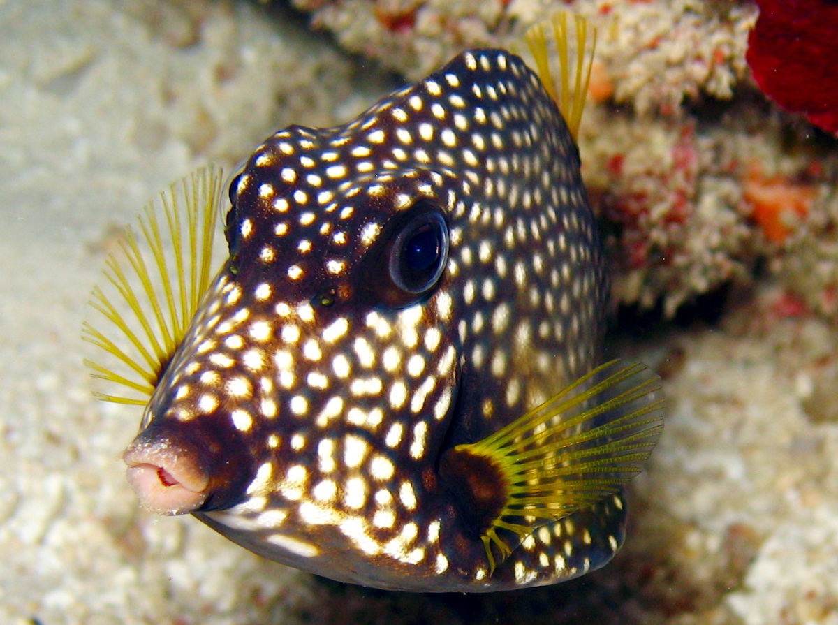 Smooth Trunkfish - Lactophrys triqueter