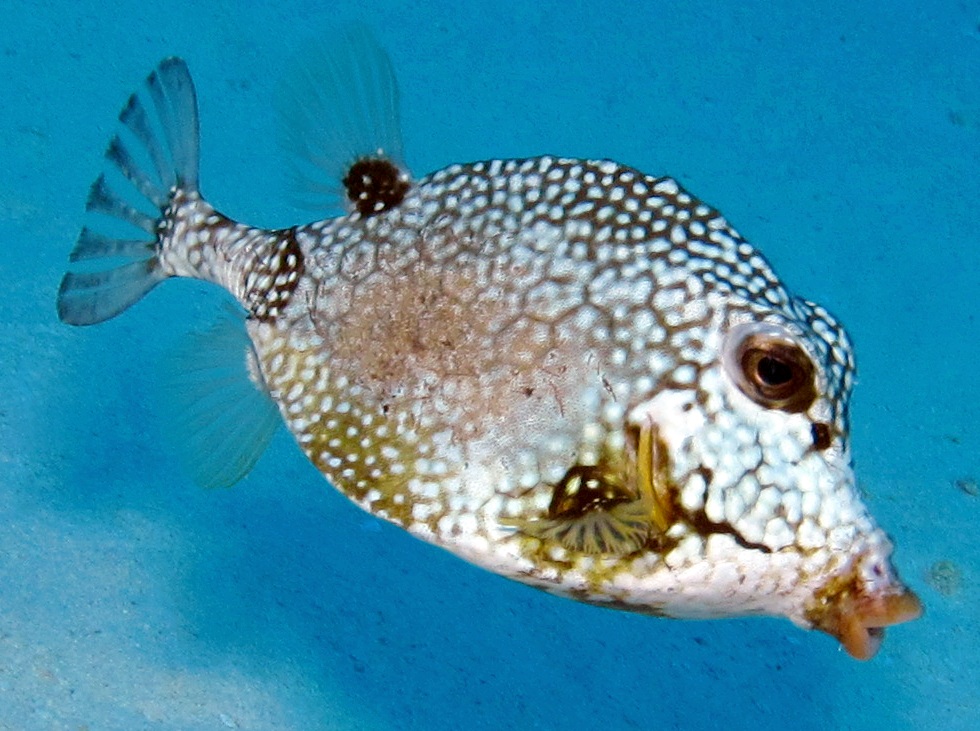 Smooth Trunkfish - Lactophrys triqueter