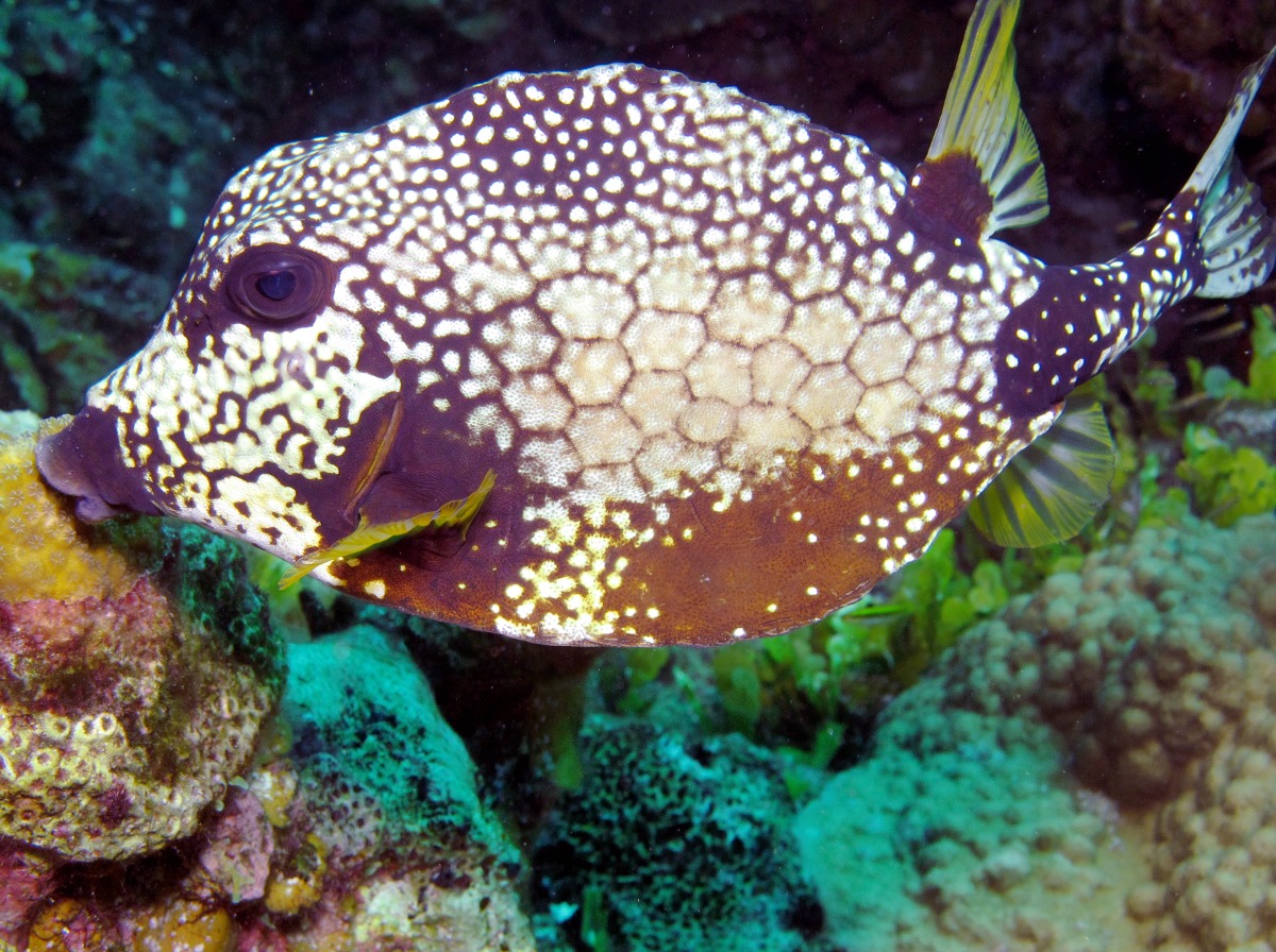 Smooth Trunkfish - Lactophrys triqueter