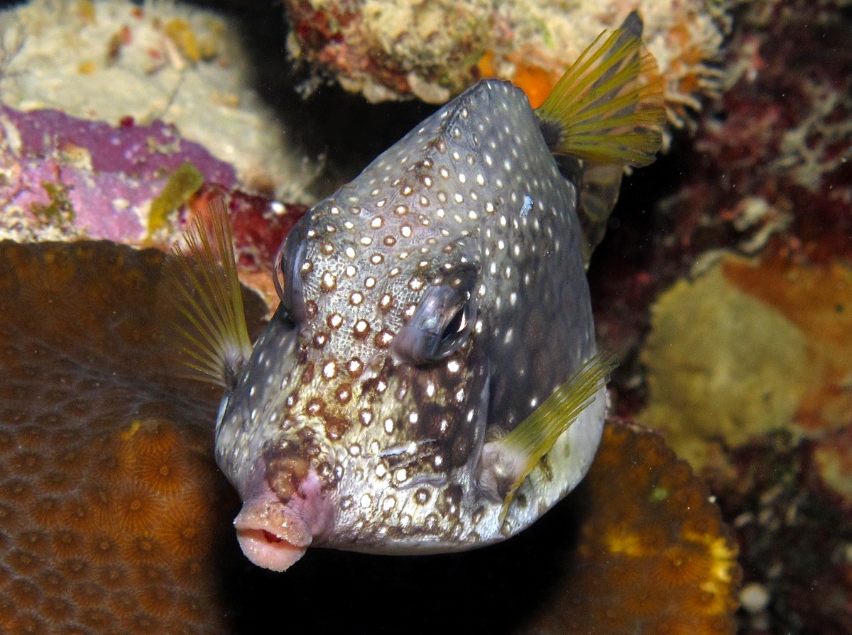 Smooth Trunkfish - Lactophrys triqueter