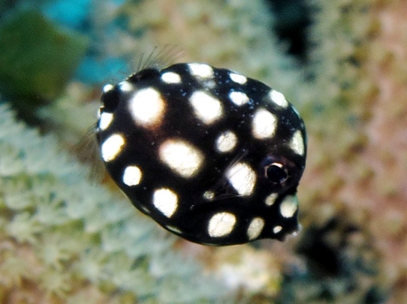Smooth Trunkfish - Lactophrys triqueter
