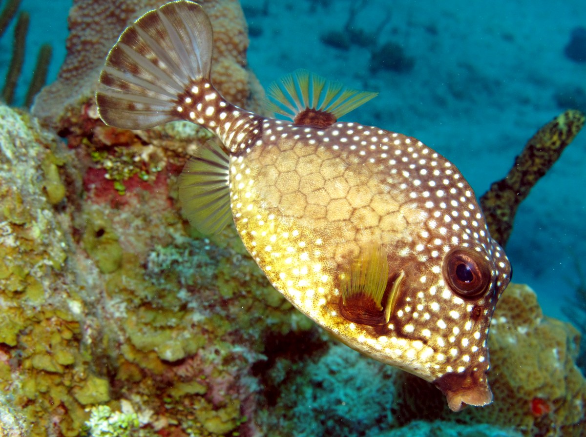 Smooth Trunkfish - Lactophrys triqueter