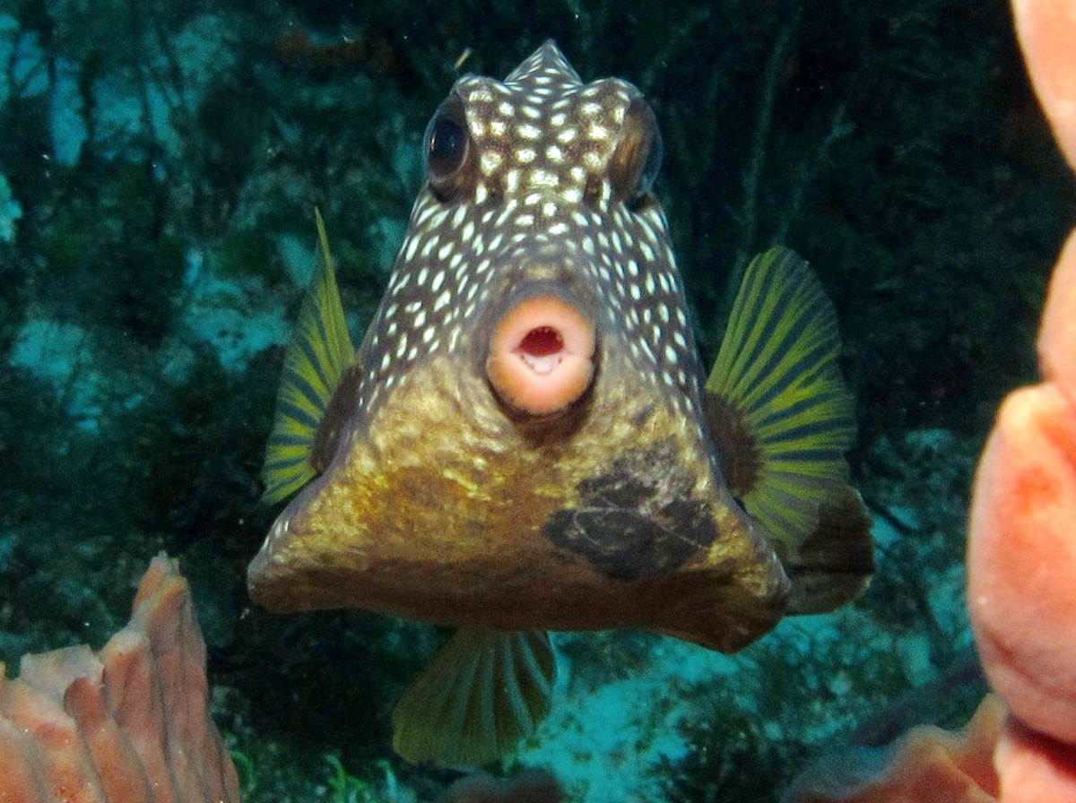 Smooth Trunkfish - Lactophrys triqueter