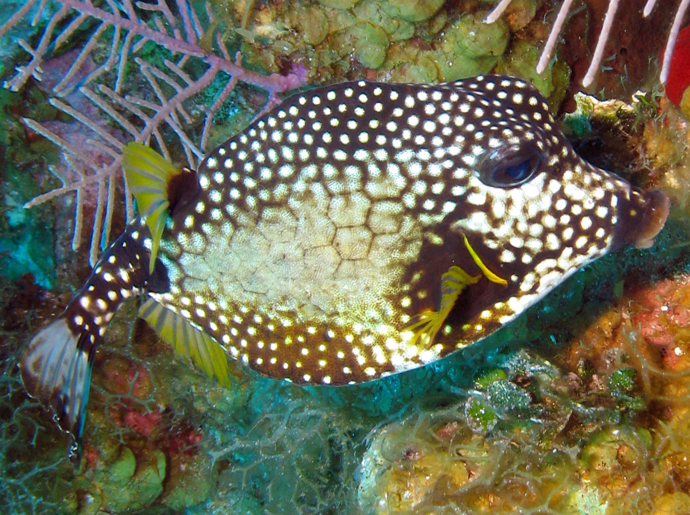 Smooth Trunkfish - Lactophrys triqueter