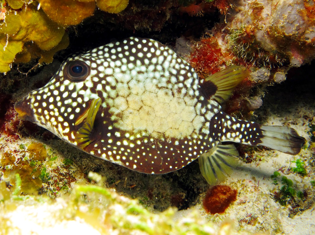 Smooth Trunkfish - Lactophrys triqueter