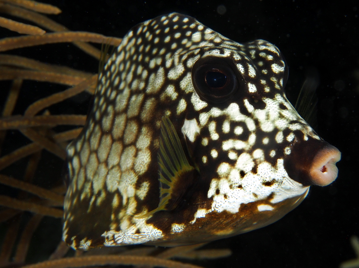 Smooth Trunkfish - Lactophrys triqueter