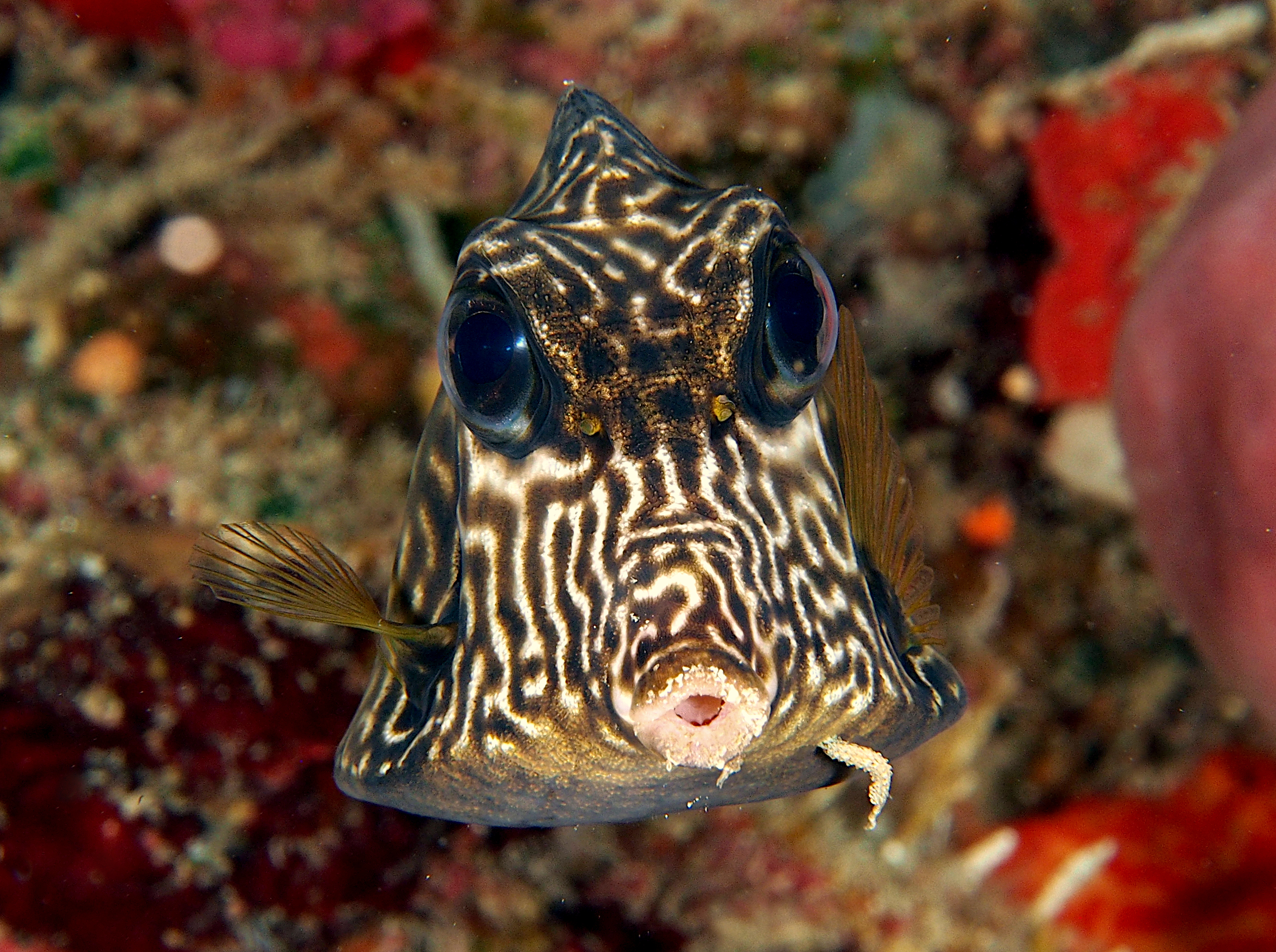 Smooth Trunkfish - Lactophrys triqueter