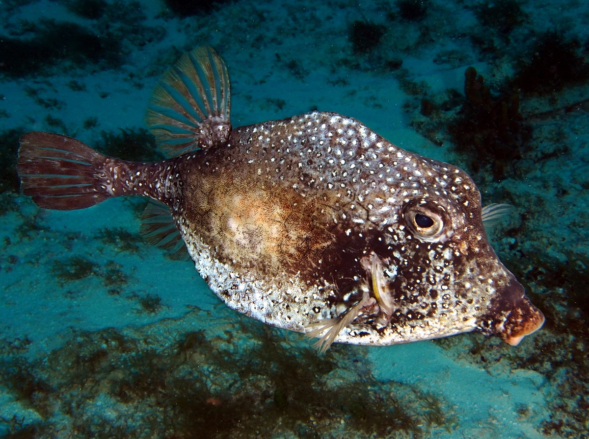 Smooth Trunkfish - Lactophrys triqueter