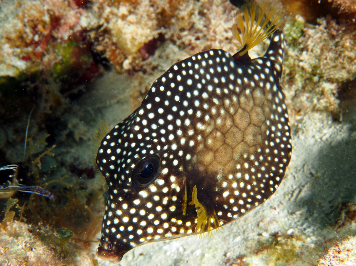 Smooth Trunkfish - Lactophrys triqueter