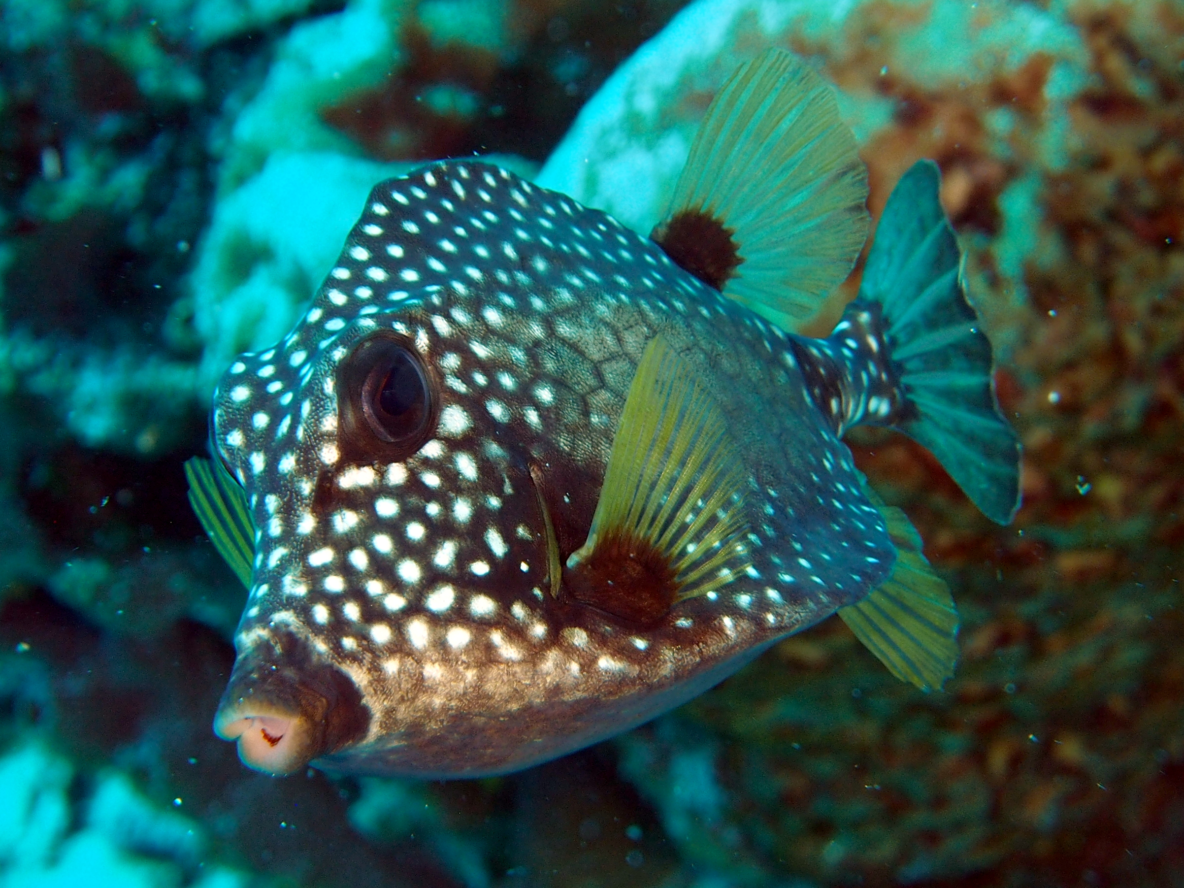 Smooth Trunkfish - Lactophrys triqueter
