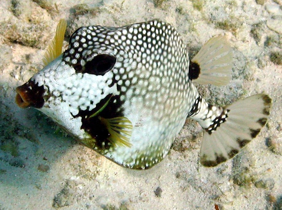 Smooth Trunkfish - Lactophrys triqueter