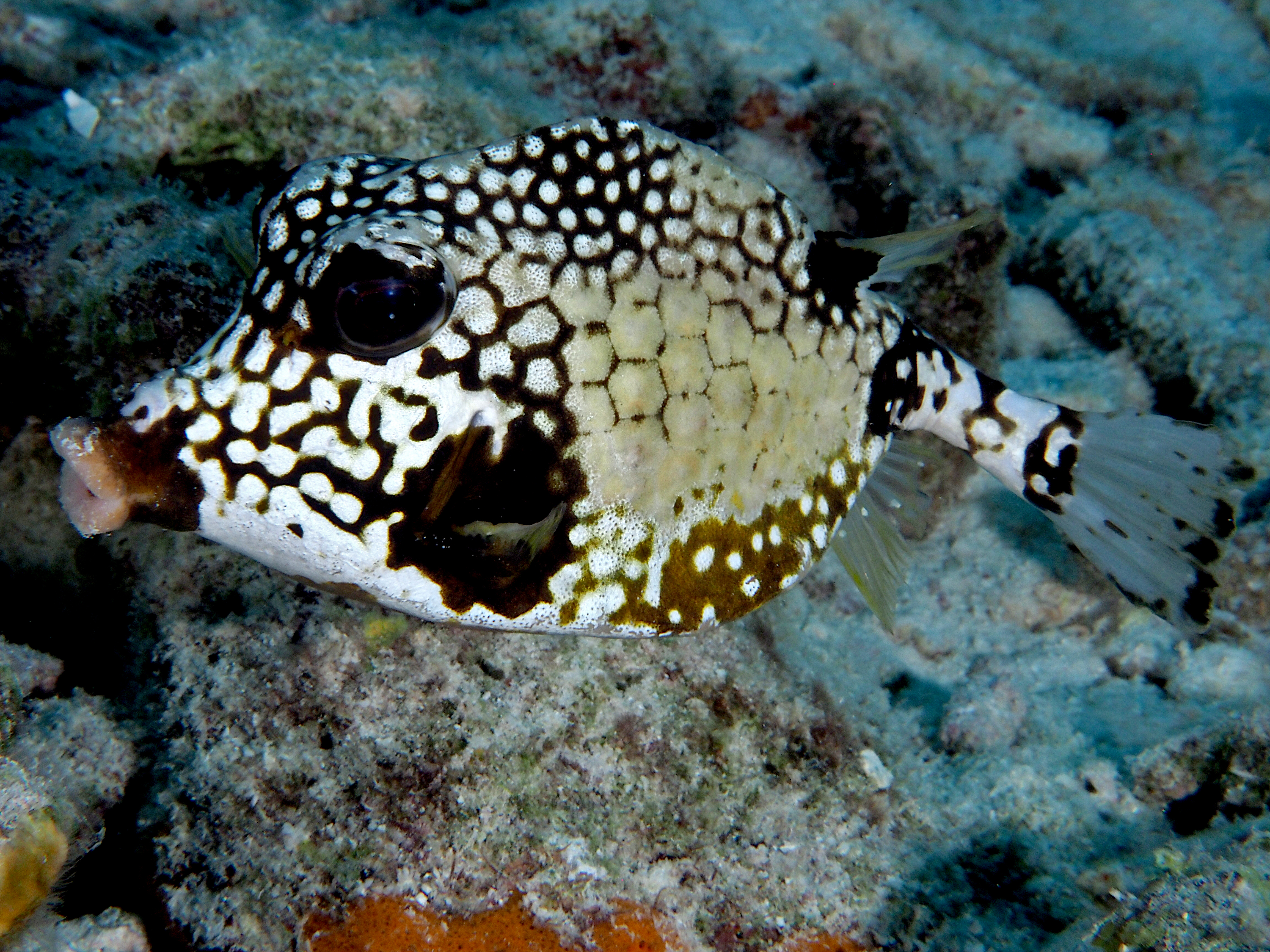 Smooth Trunkfish - Lactophrys triqueter